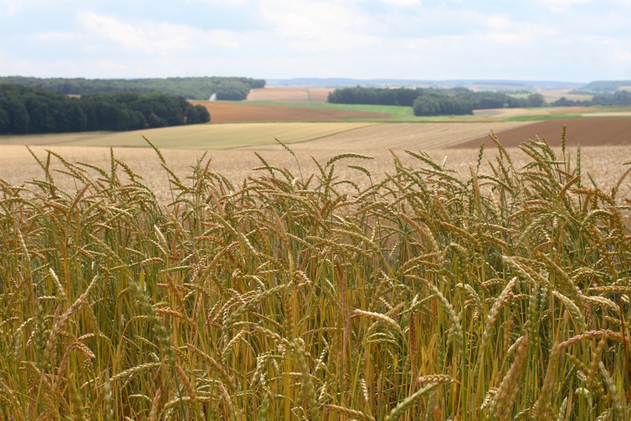 Bild Landschaft