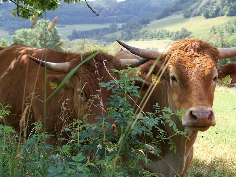 Schutzgemeinschaft Weideochse vom Limpurger Rind